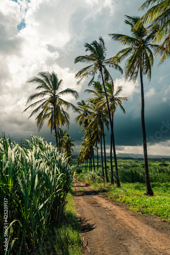 Path way with tall palm trees in Réunion Island