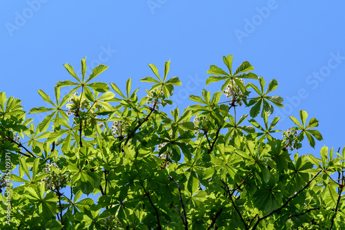 Branch with many fresh white chestnut flowers and large green leaves towards a clear blue sky in a garden in a sunny spring day, beautiful outdoor floral background.