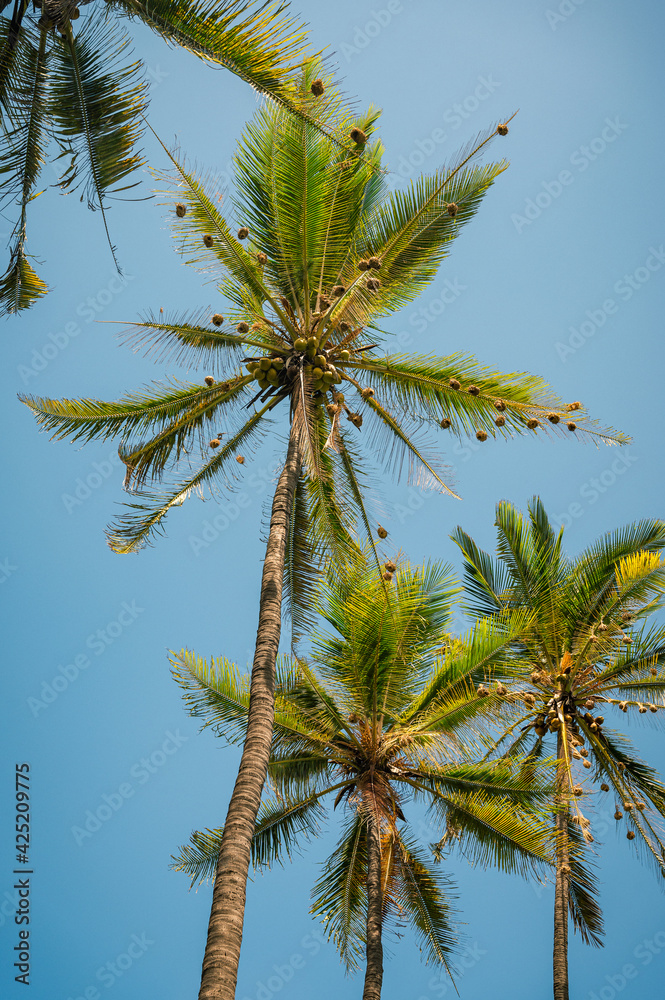palm tree on sky with bird nests palm tree on sky with bird nests