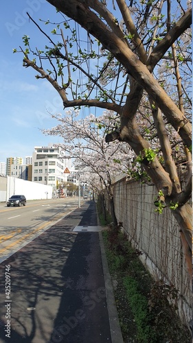 cherryblossom in side of road.