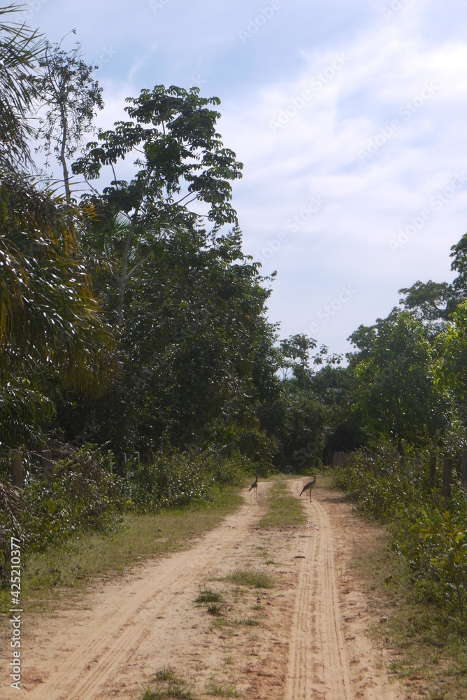 Fototapeta premium パンタナール湿原