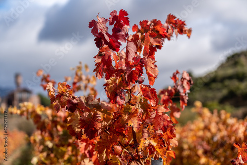 Ripe grapes on autumn vines about to be harvested in the vineyards of La Rioja. Spain in Sunrise time photo