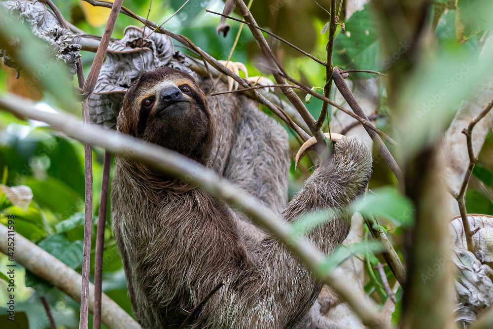 Fototapeta premium Closeup view of a beautiful Sloth in Costa Rica in its natural habitat