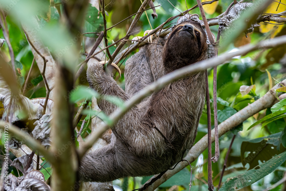 Closeup view of a beautiful Sloth in Costa Rica in its natural habitat Closeup view of a beautiful Sloth in Costa Rica in its natural habitat