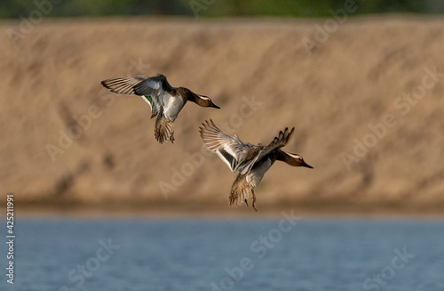 ducks are landing in the river , The pintail or northern pintail is a duck with wide geographic distribution that breeds in the northern areas of Europe and across the Palearctic and North America photo