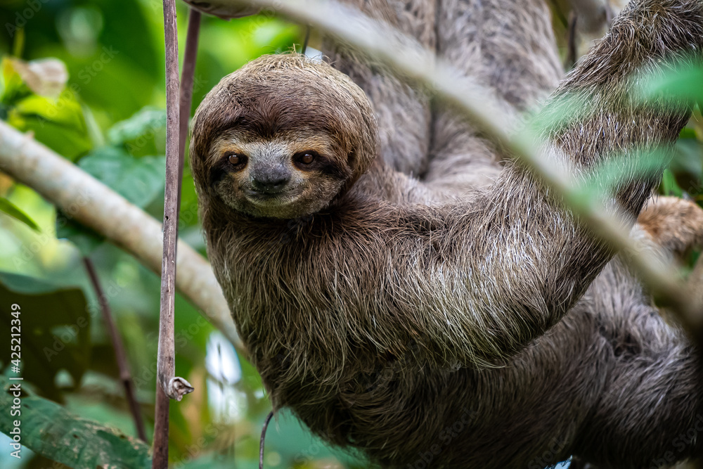 Fototapeta premium Closeup view of a beautiful Sloth in Costa Rica in its natural habitat 