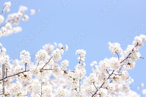 青空と桜 © つーたん