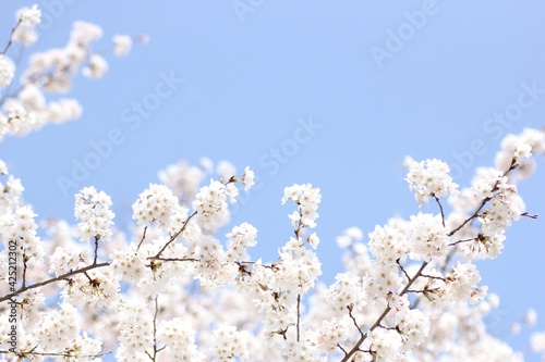 青空と桜