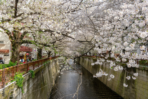 東京都目黒区中目黒の目黒川沿いの桜並木の景色