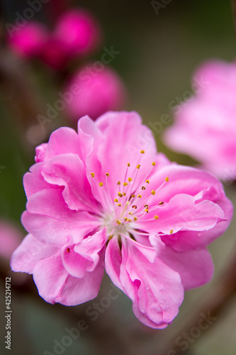 ハナモモ（花桃）の花　マクロ撮影
