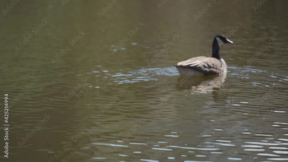 A Canadian goose swimming away from the camera A Canadian goose swimming away from the camera