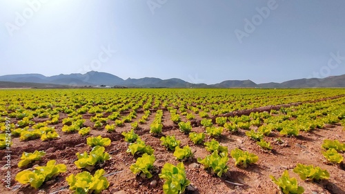 field of tulips