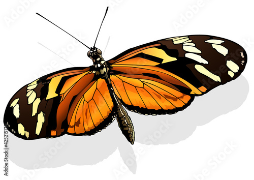 Ismenius Tiger - Beautiful Butterfly Heliconius ismenius Isolated on White Background, Vector Illustration