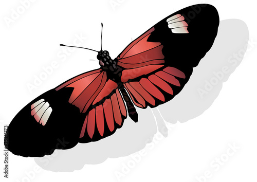 The Postman - Beautiful Butterfly Heliconius melpomene Isolated on White Background, Vector Illustration