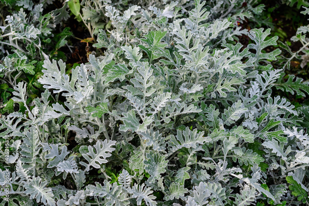 Small leaves of Jacobaea maritima plants known as Senecio cineraria or silver ragwort in a garden in a sunny autumn day, beautiful outdoor floral background. Small leaves of Jacobaea maritima plants known as Senecio cineraria or silver ragwort in a garden in a sunny autumn day, beautiful outdoor floral background.