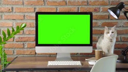 desktop showing green screen and cat sitting close, slide zoom in camera