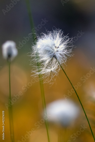 tussock cottongrass © Risto