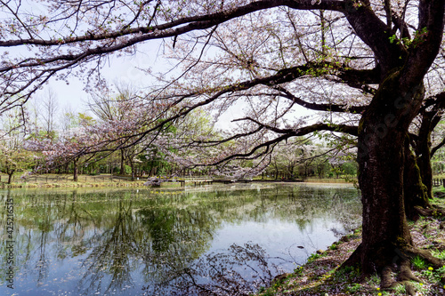 桜の花びらが浮く池（太田ヶ谷沼）／鶴ヶ島市運動公園（埼玉県鶴ヶ島市） © yumiko