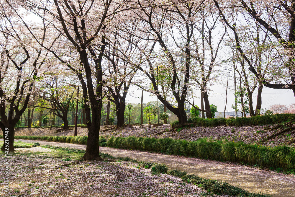 満開の桜並木と花びらが散る遊歩道／鶴ヶ島市運動公園（埼玉県鶴ヶ島市）