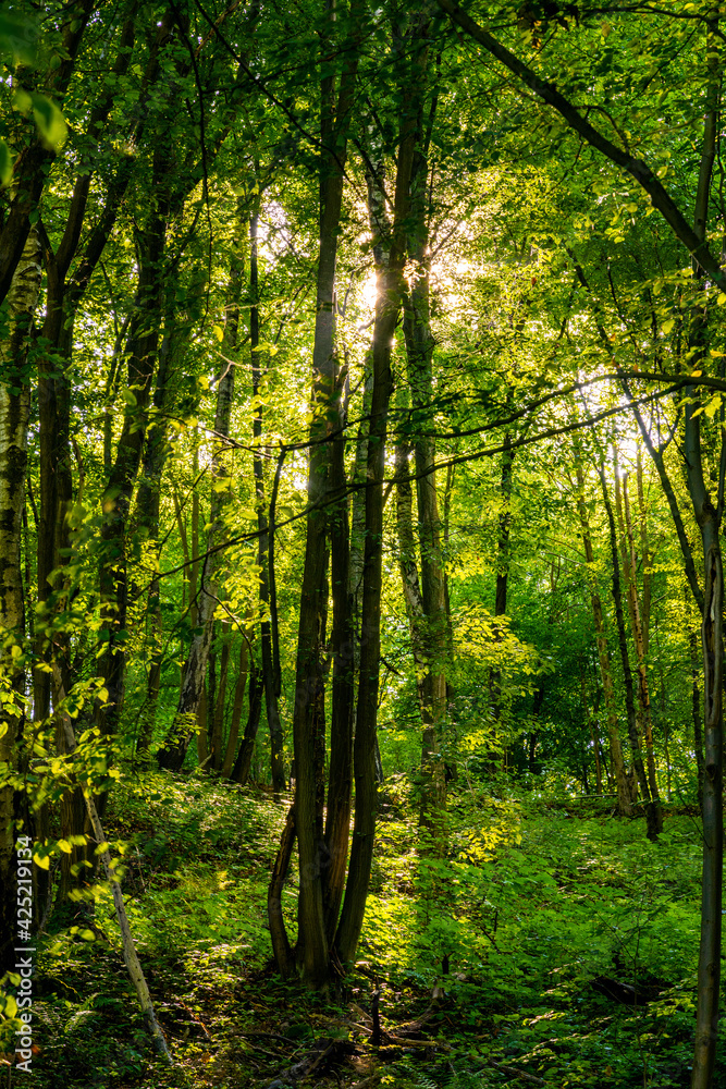 Obraz premium Summer forest thicket landscape in Jurassic limestone mountain massif in Pradnik creek valley of Cracow-Czestochowa upland in Ojcow in Lesser Poland