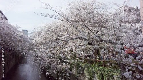 Wallpaper Mural 東京都目黒区中目黒の目黒川沿いの桜並木の景色 Torontodigital.ca