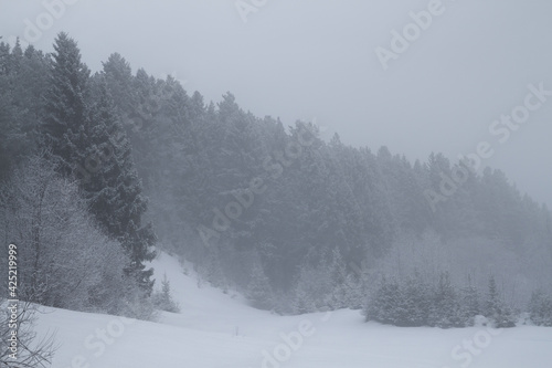 winter coniferous forest in the fog