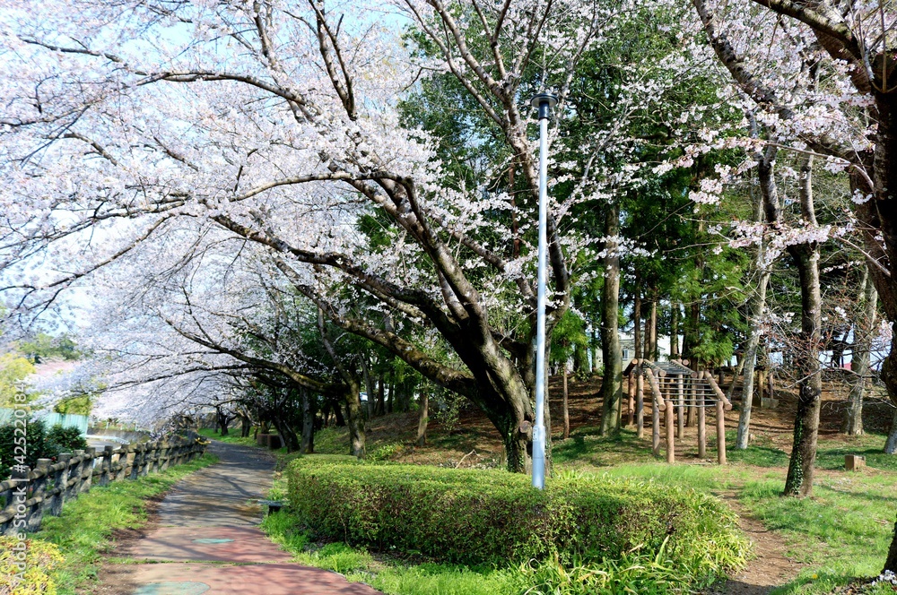 桜の咲く 散策路 風景 桜の咲く 散策路 風景