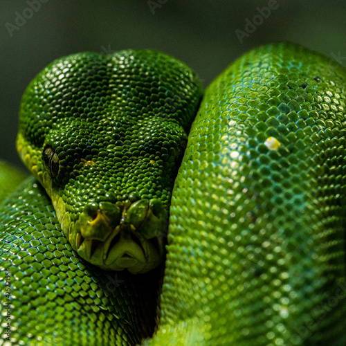 Face close up of Green tree python