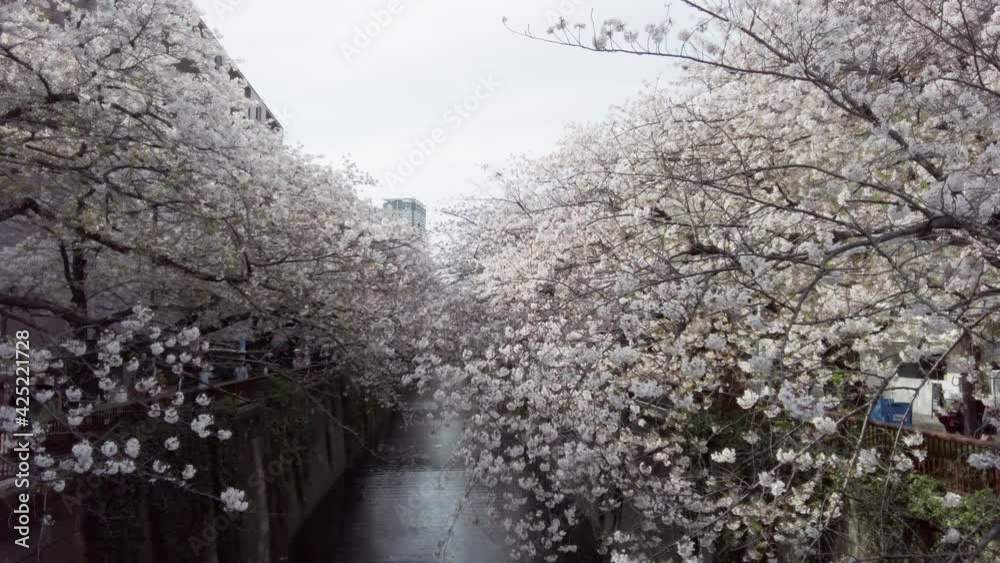 東京都目黒区中目黒の目黒川沿いの桜並木の景色 東京都目黒区中目黒の目黒川沿いの桜並木の景色