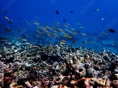 Fish with corals in sea, underwater landscape with sea life