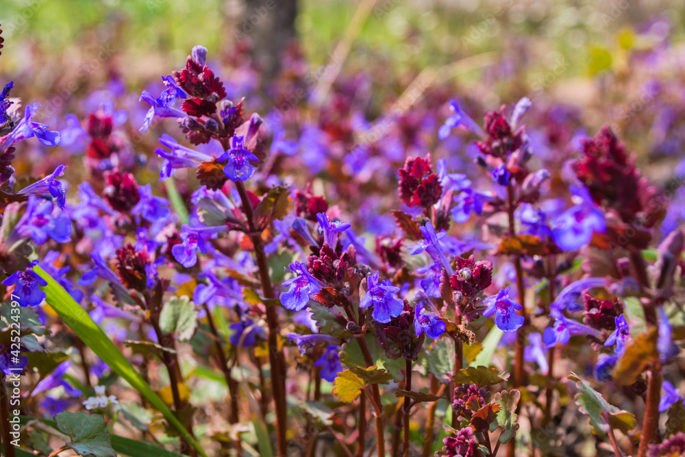 Fototapeta premium Natural mint background. Purple flowers Catnip (Latin: Nepeta cataria) close up. Soft selective focus.