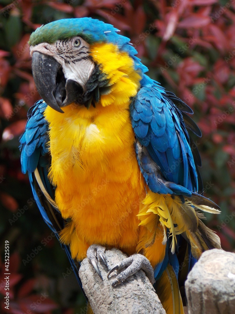 Fototapeta premium ルリコンゴウインコ