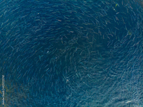 Canvas Print Rainbow trout jumps out of water while feeding on fish farm
