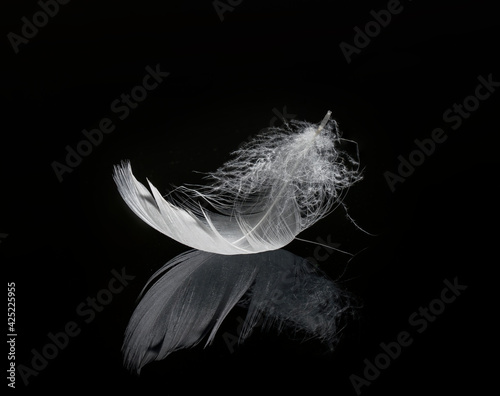 white feather on black background - light feather of white bird