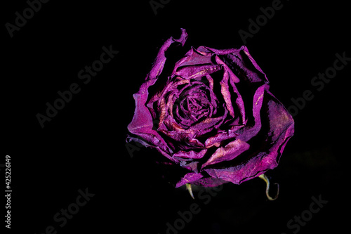 Rosa roja seca aislada con fondo negro