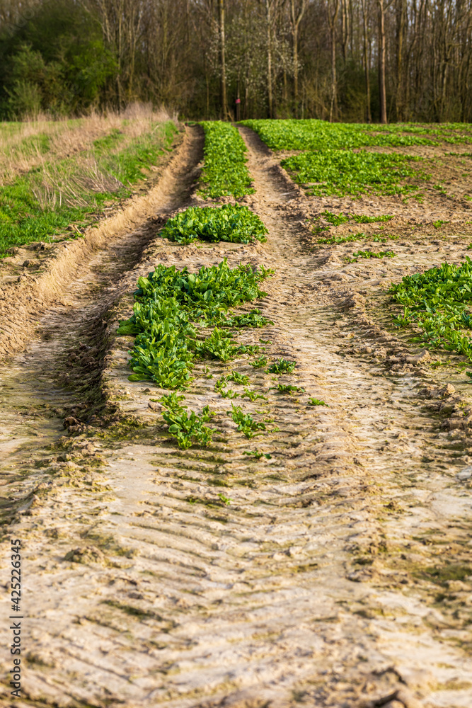 Chemin dans les champs en terre menant à la forêt en début de printemps Chemin dans les champs en terre menant à la forêt en début de printemps