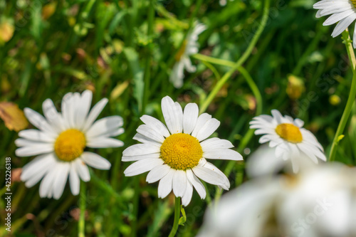 daisies in the grass