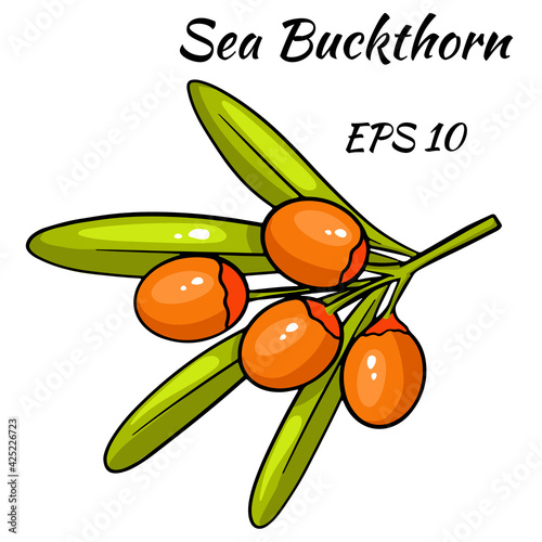 A branch of sea buckthorn berries. Isolated over white background. Sea buckthorn for design.
