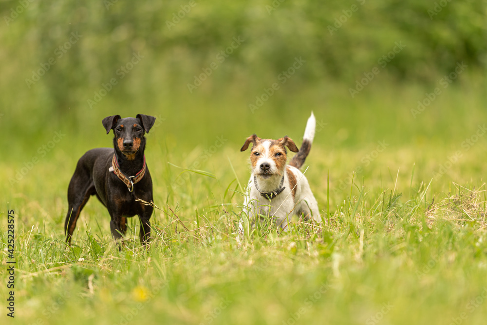 Parson Russell Terrier and black Manchester Terrier Dog in a green meadow
