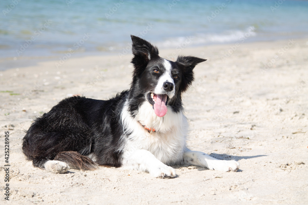 border collie dog portrait on the beach