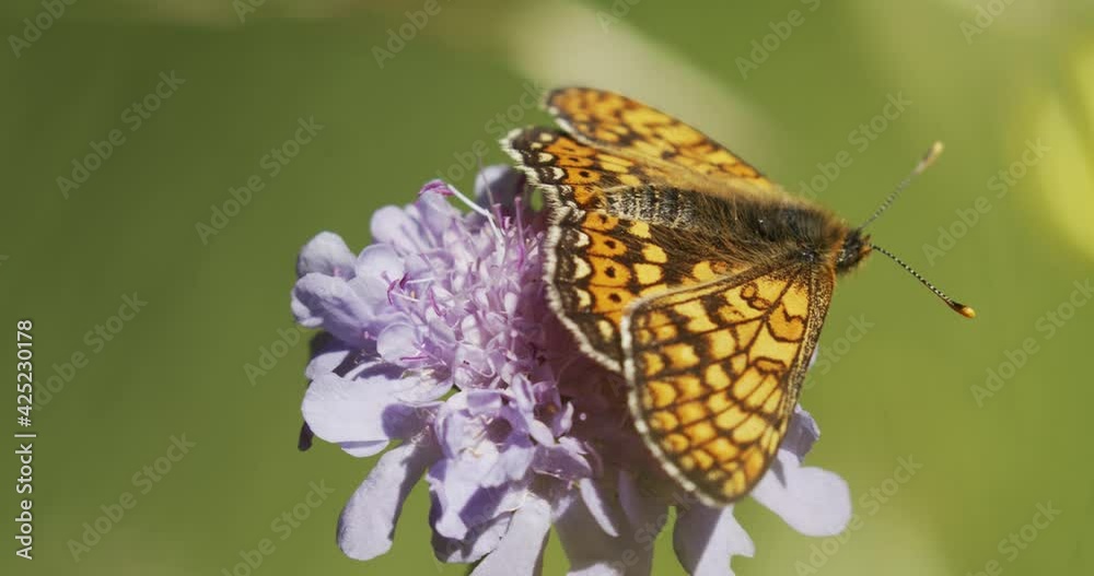 The marsh fritillary (Euphydryas aurinia) on the flowers on the grassland