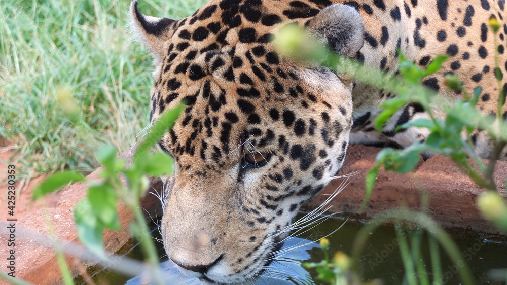 Leopard (Panthera pardus), South Africa, drinking water, close up Leopard (Panthera pardus), South Africa, drinking water, close up