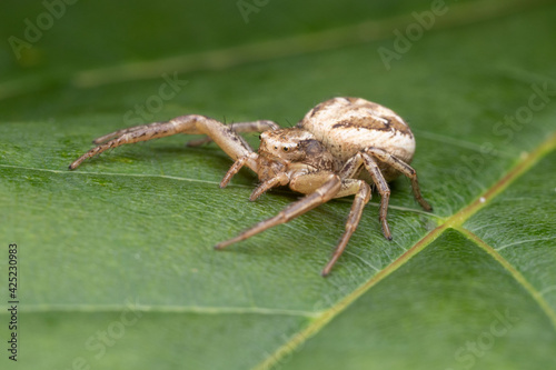 Xysticus is a genus of ground crab spiders