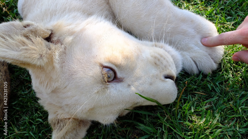 white lion cub (leo panthera) lying in the grass being playful, human finger touching his paw