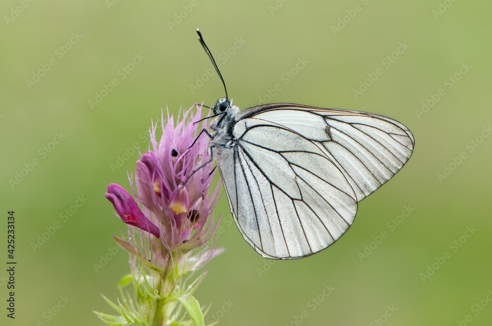 Fototapeta Aporia crataegi butterfly on a wild flower early in the morning waiting for the first rays of the sun