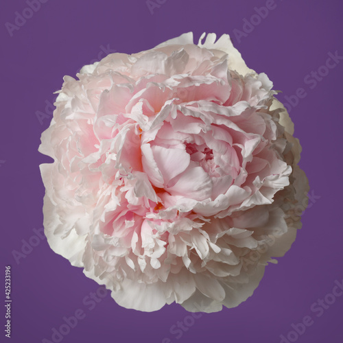 Delicate pale pink peony isolated on purple background.