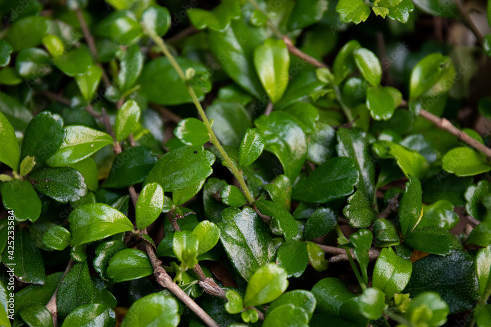Obraz premium Beauty of Nature, Close up Fresh Green Leaf