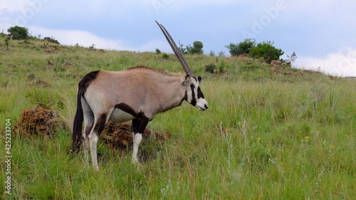 South Africa Gemsbok, Oryx gazella, antelope in grass