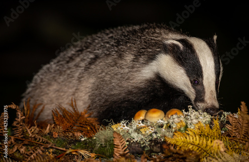 Badger, Scientific name: Meles Meles. Wild, native, European  badger  foraging in Autumn, with toadstools and golden ferns. Night time image.  Facing right.  Space for copy. Horizontal. photo