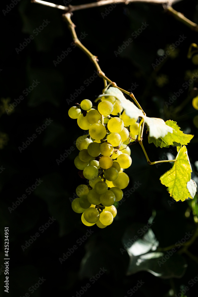 Green grape vine on dark background Green grape vine on dark background